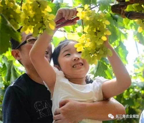 國家大力支持發(fā)展的“田園綜合體”是什么？怎么搞？(圖5)